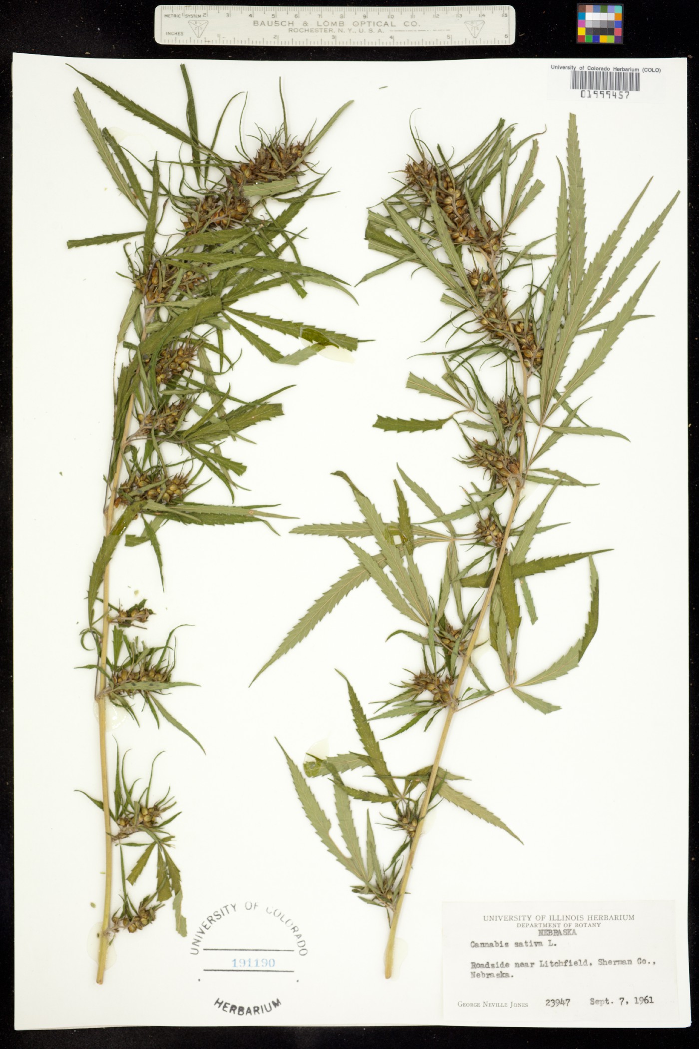 Cannabis sativa image