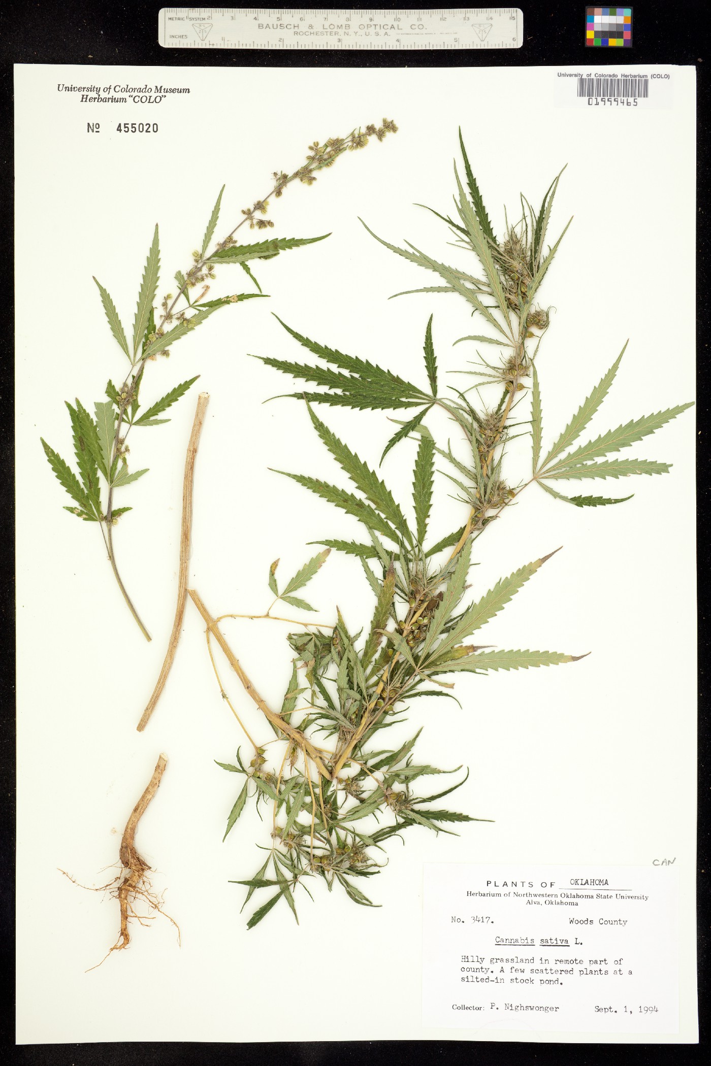 Cannabis sativa image