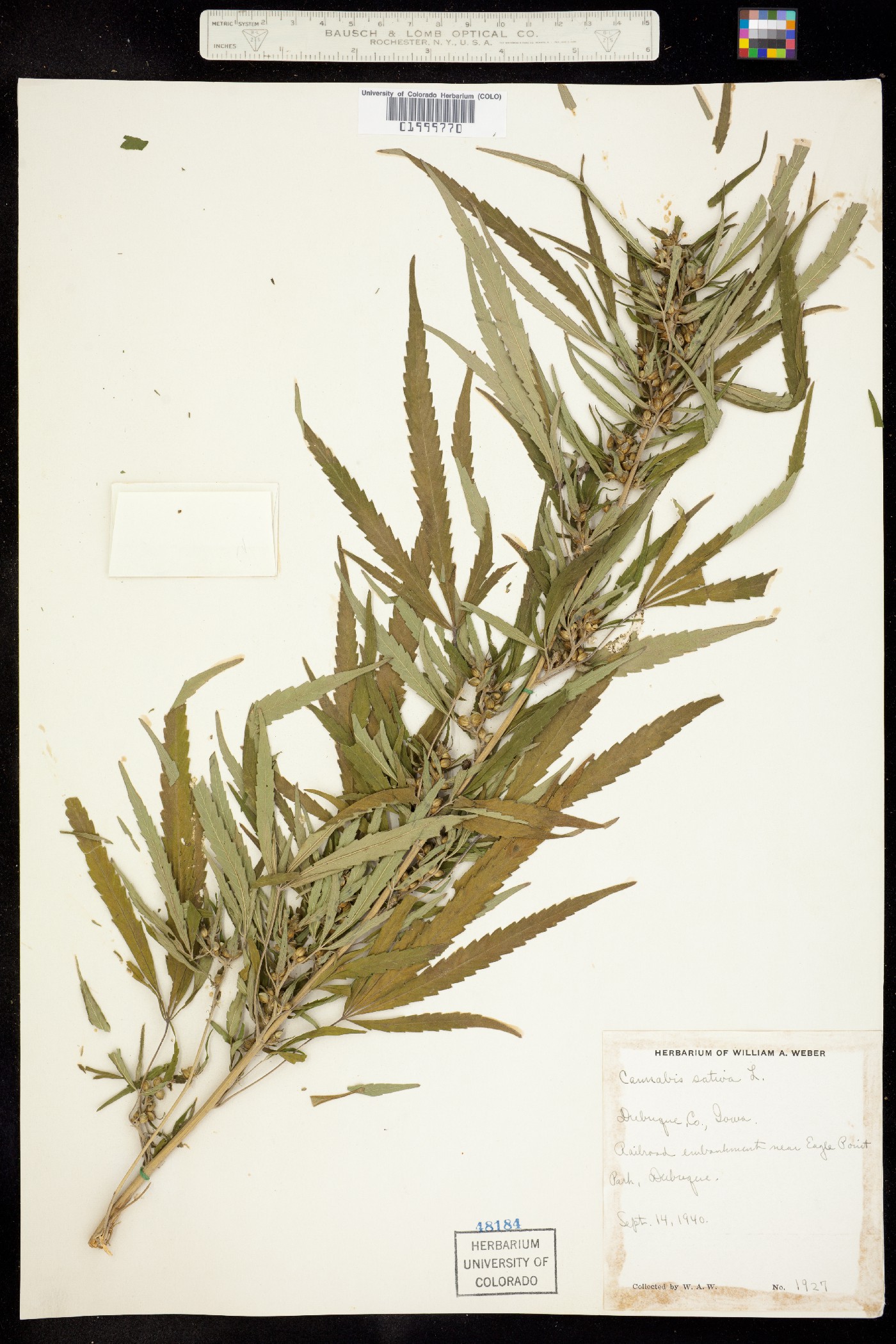 Cannabis sativa image