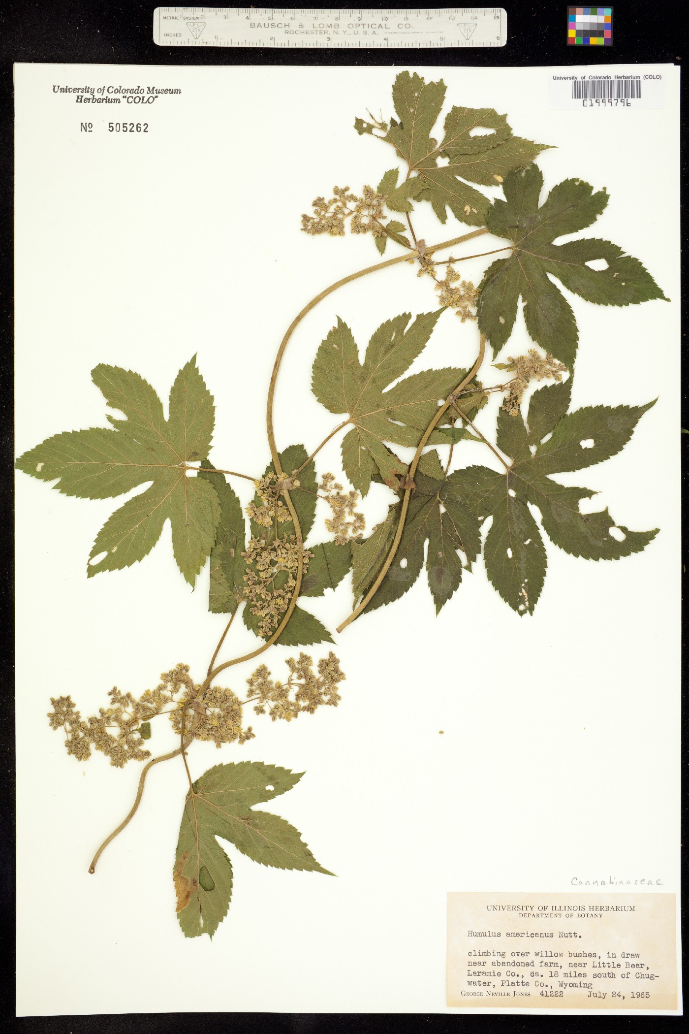 Humulus lupulus var. lupuloides image