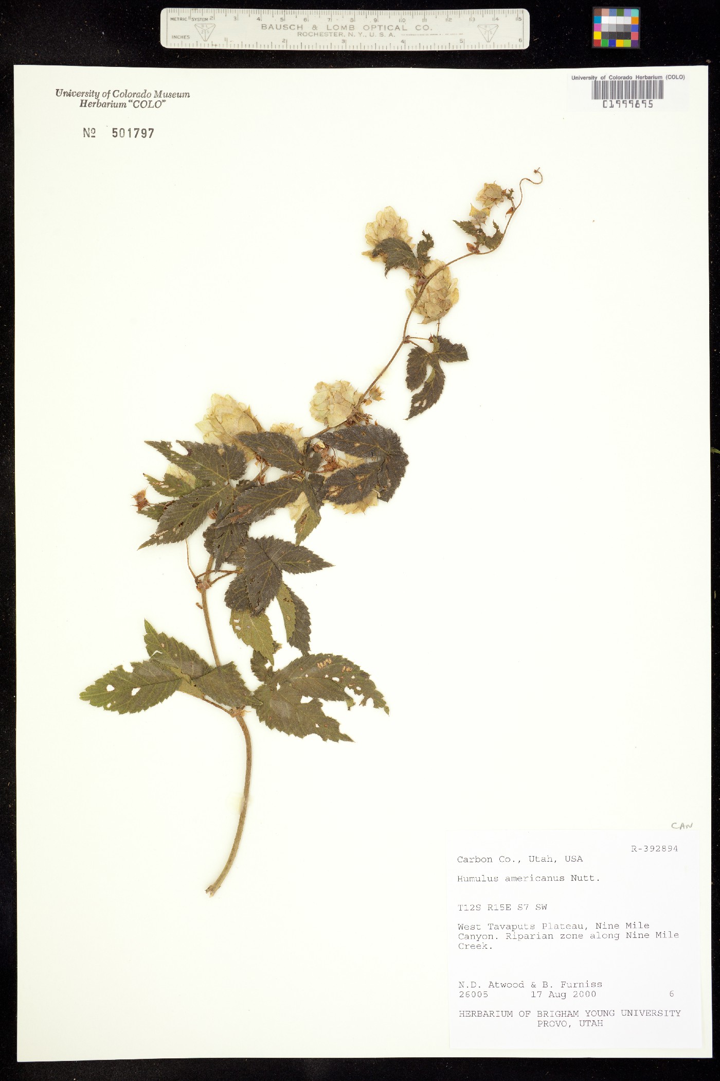 Humulus image
