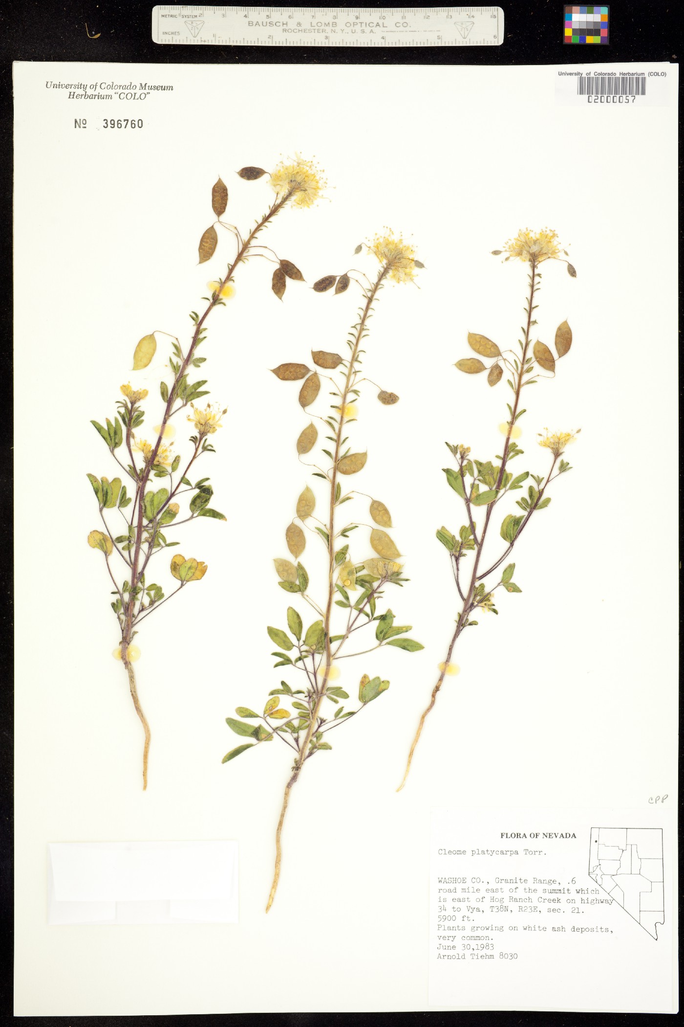 Peritoma platycarpa image