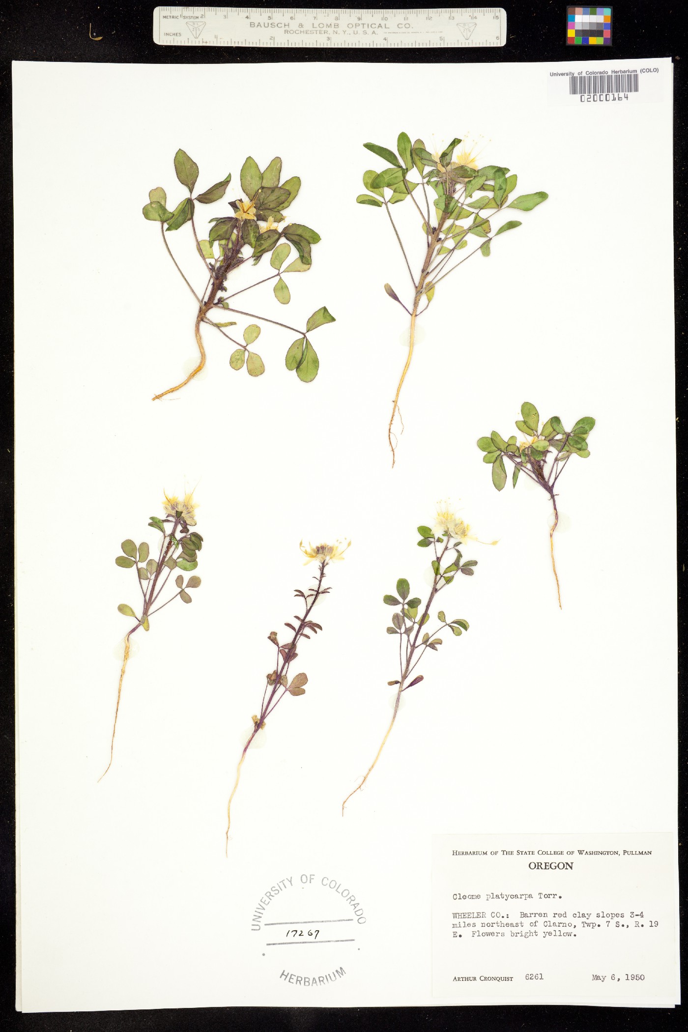 Peritoma platycarpa image