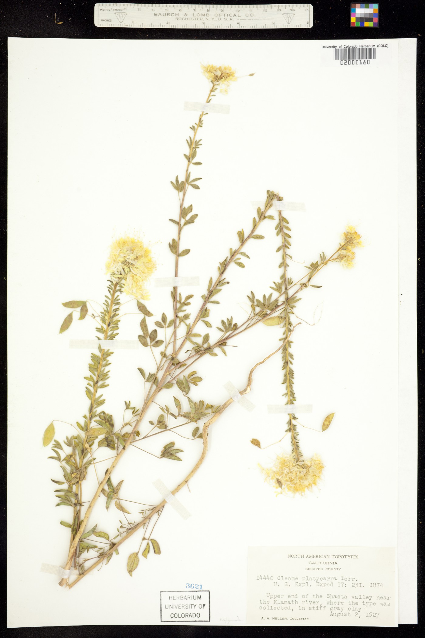 Peritoma platycarpa image