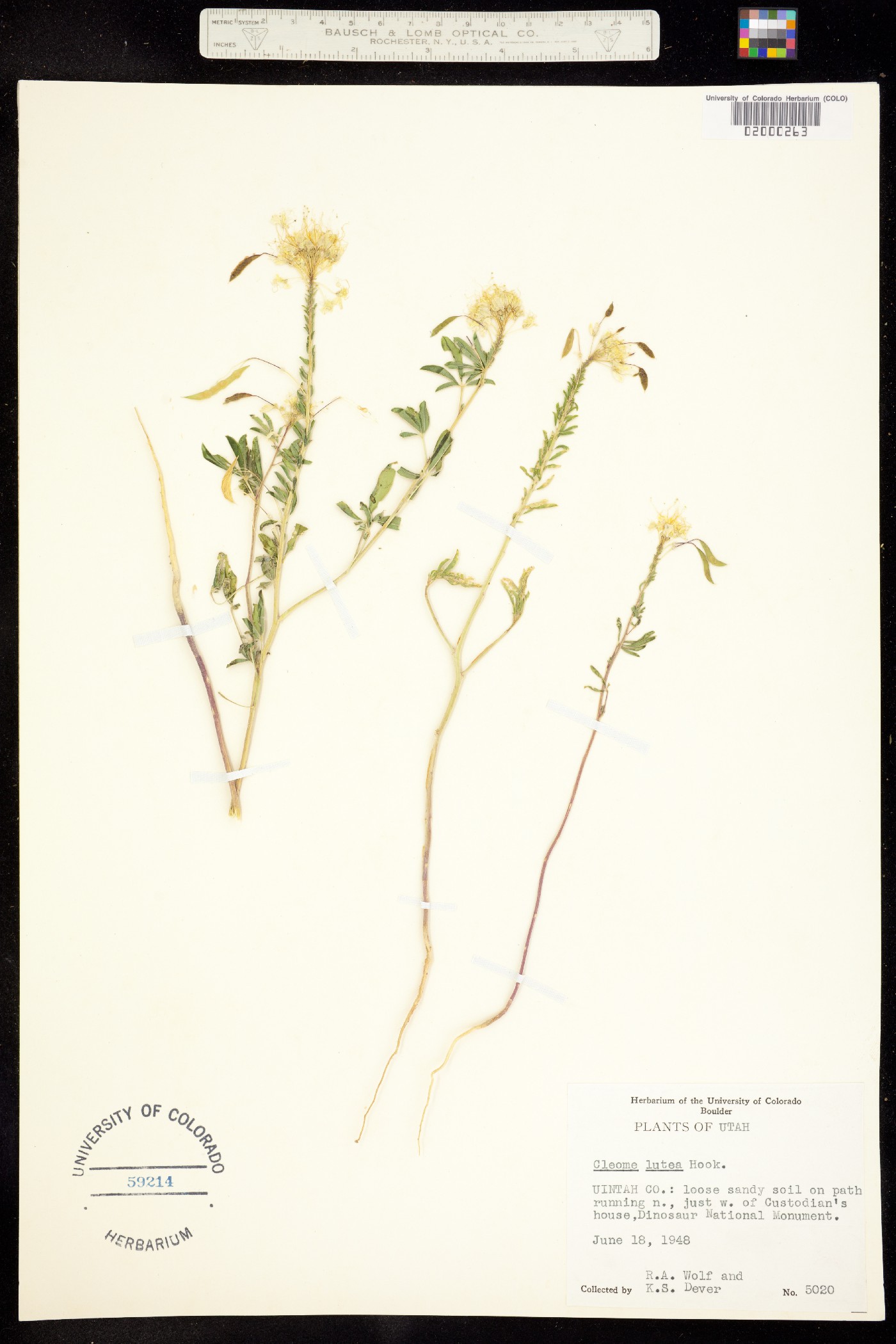 Peritoma lutea image