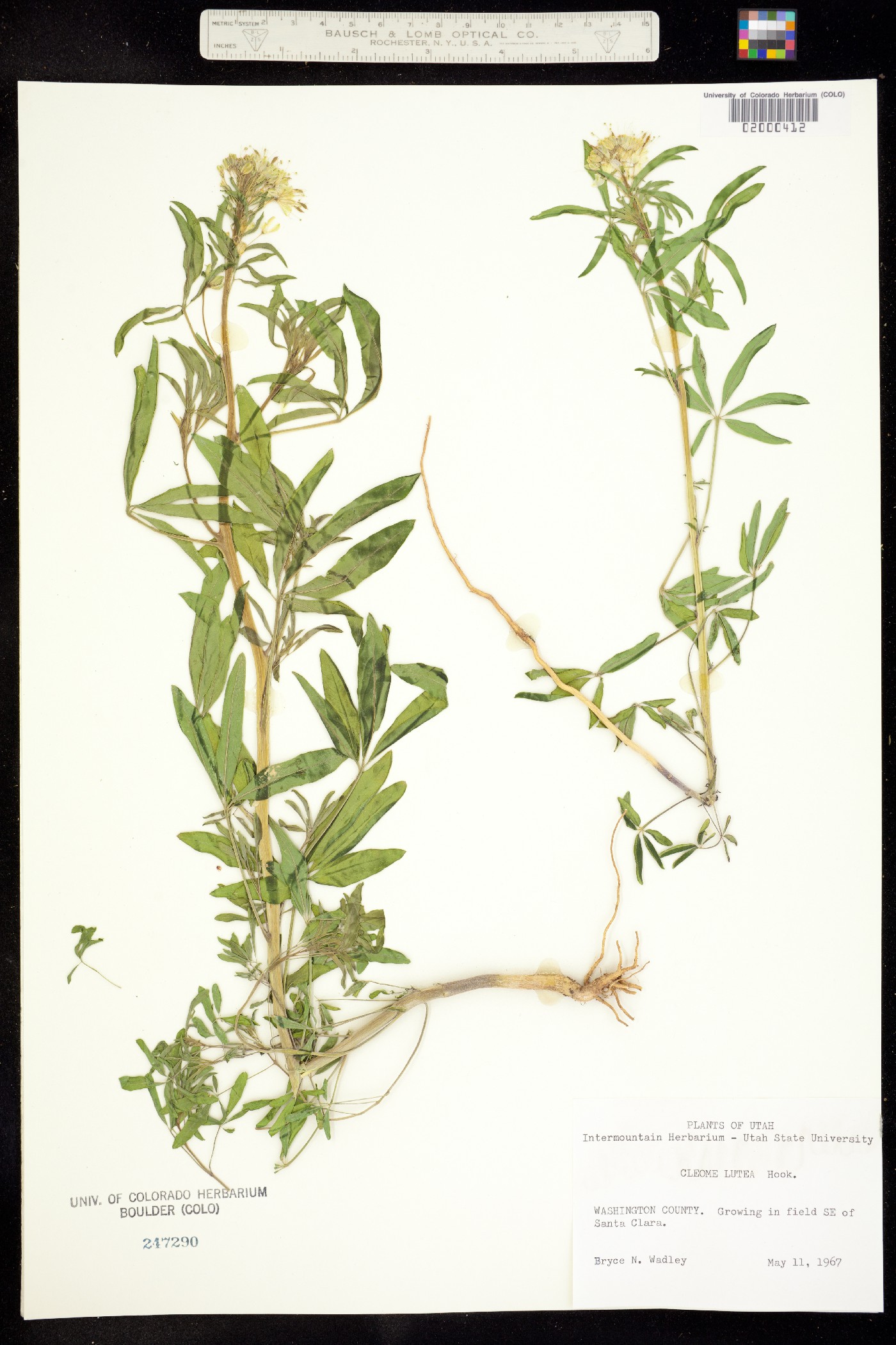 Peritoma lutea image