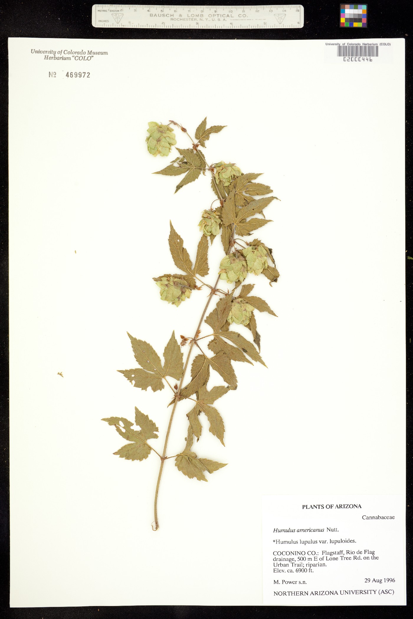Humulus lupulus var. lupuloides image