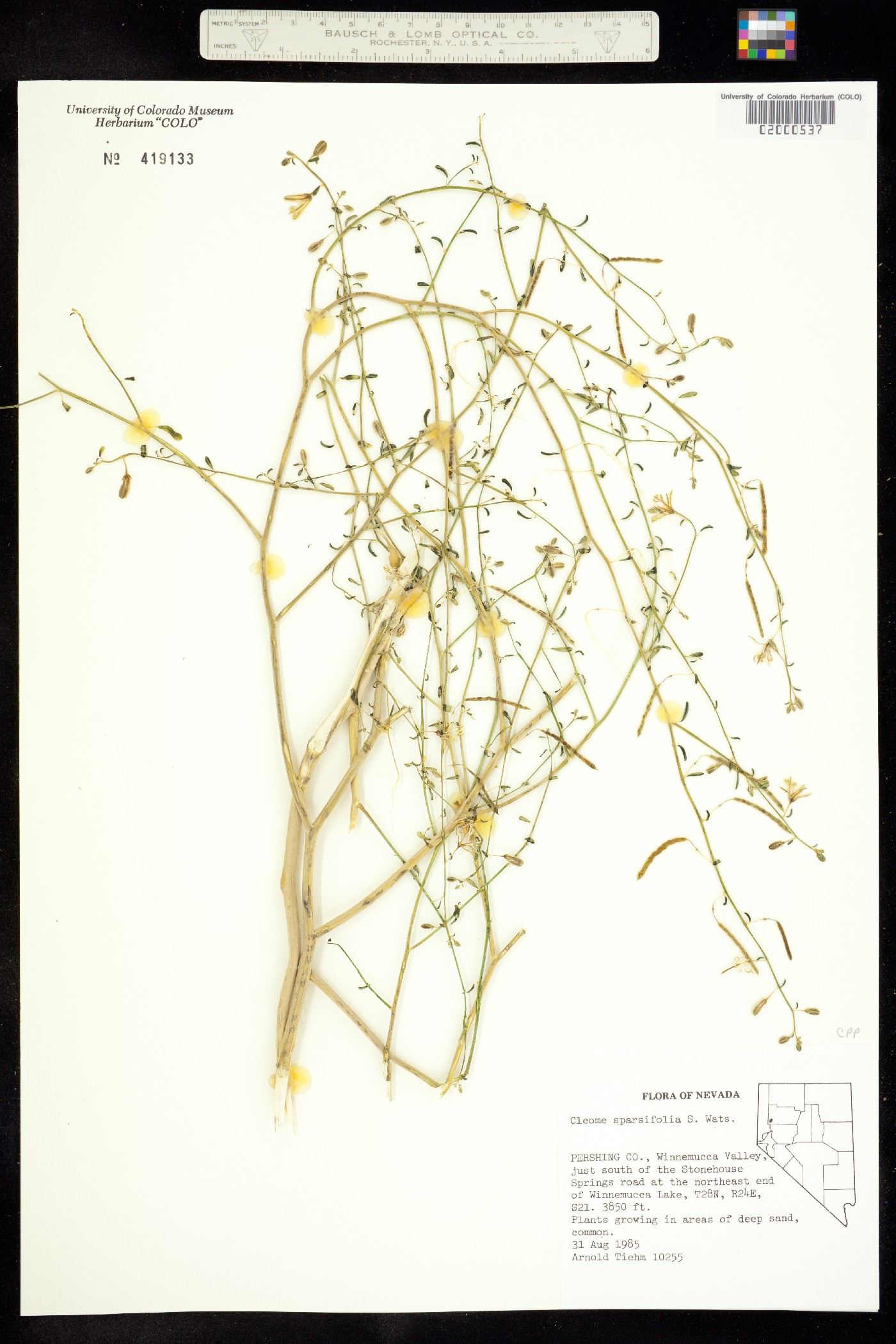 Carsonia sparsifolia image