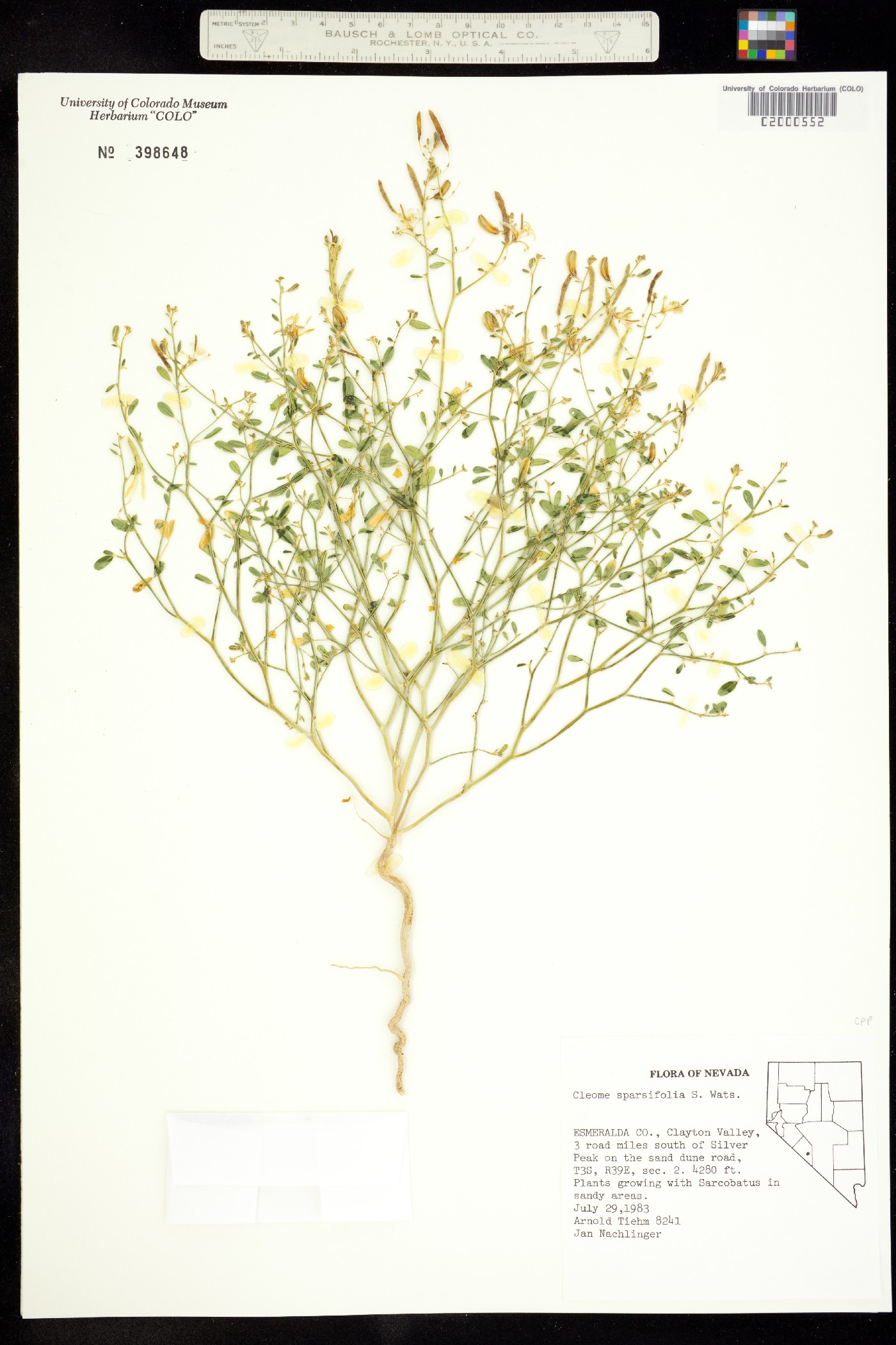 Carsonia sparsifolia image