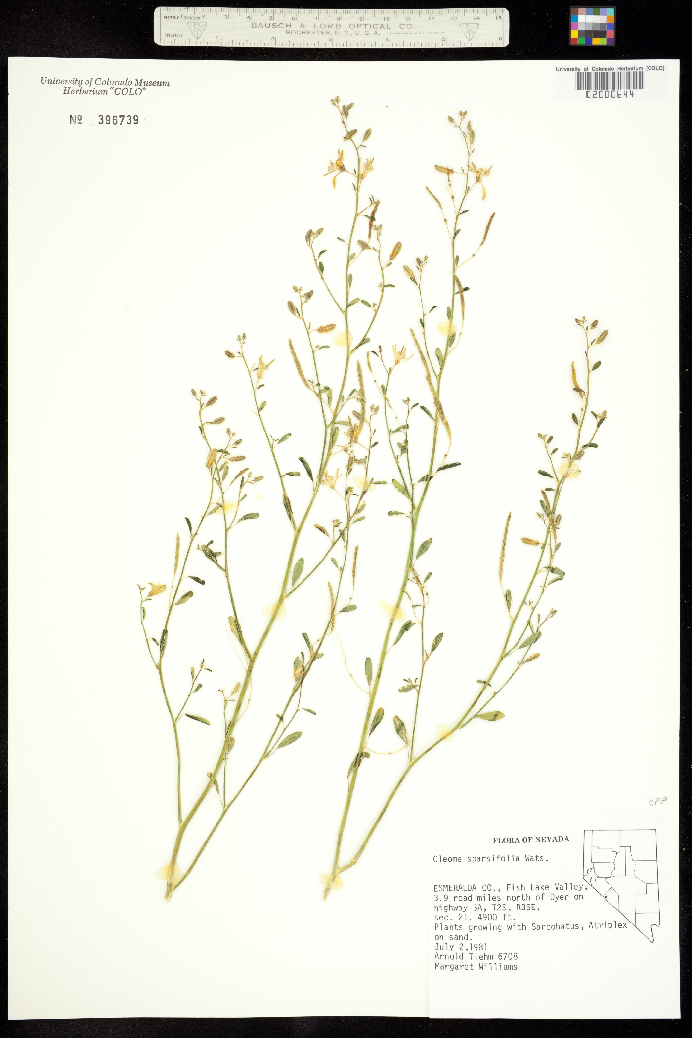 Carsonia sparsifolia image