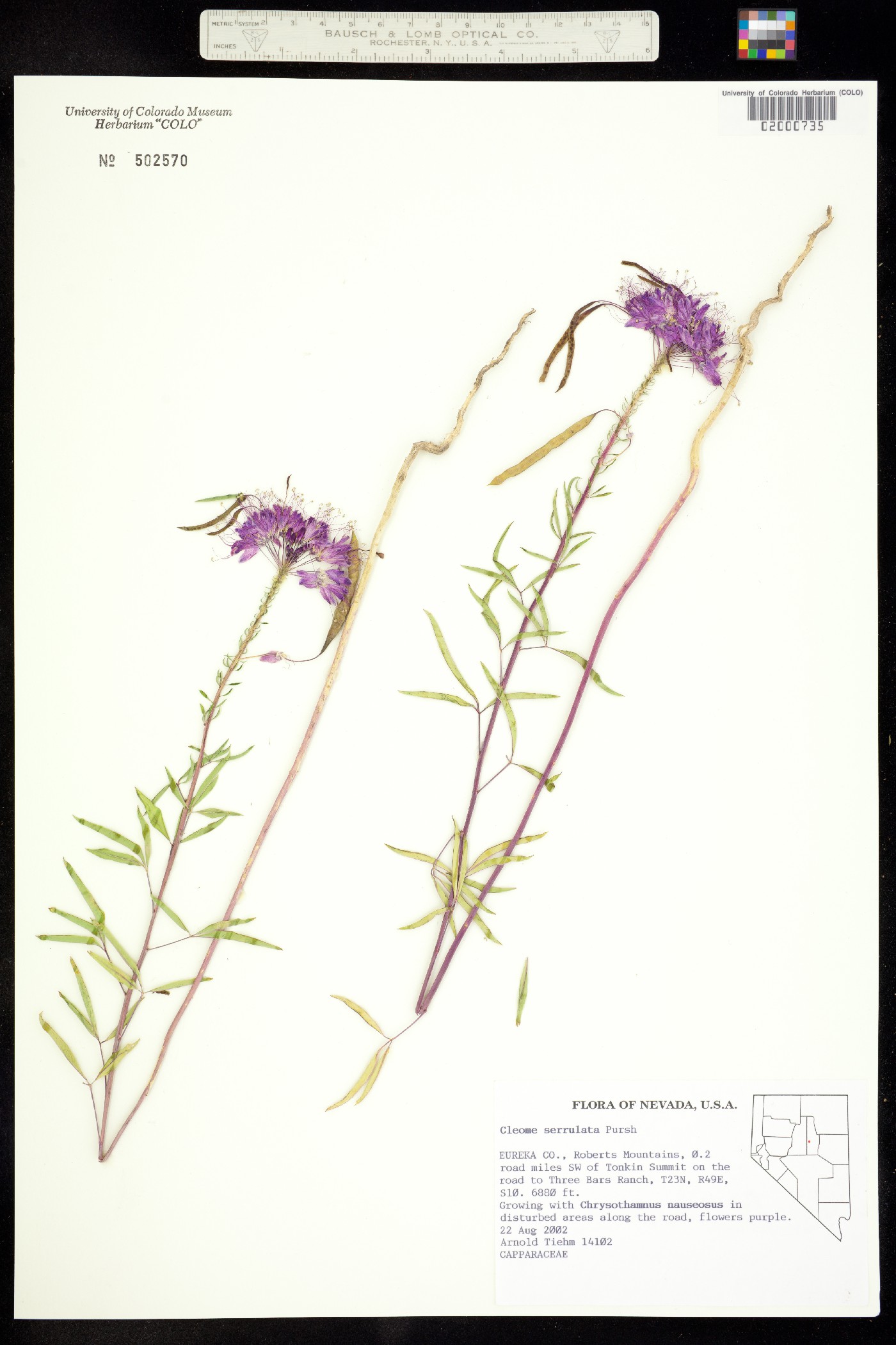 Peritoma serrulata image