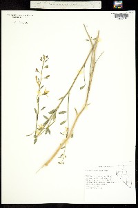 Carsonia sparsifolia image