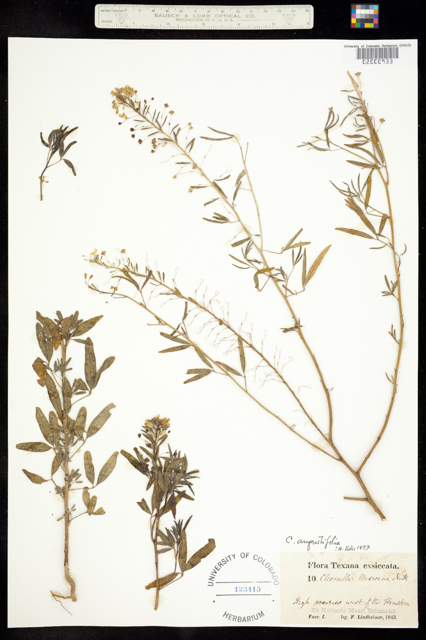 Cleomella angustifolia image