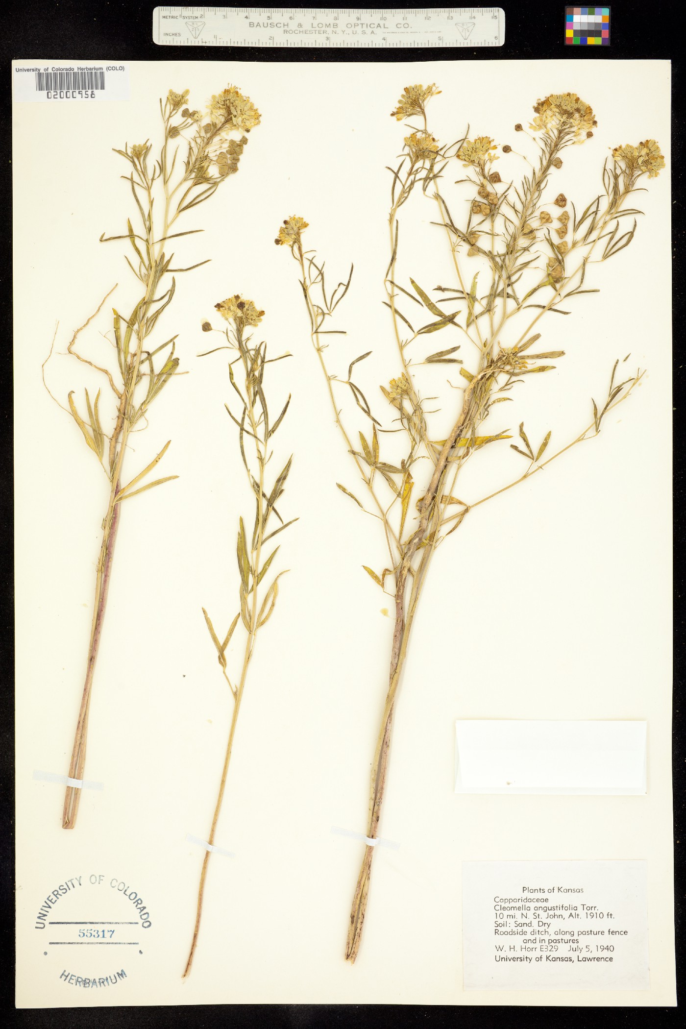 Cleomella angustifolia image