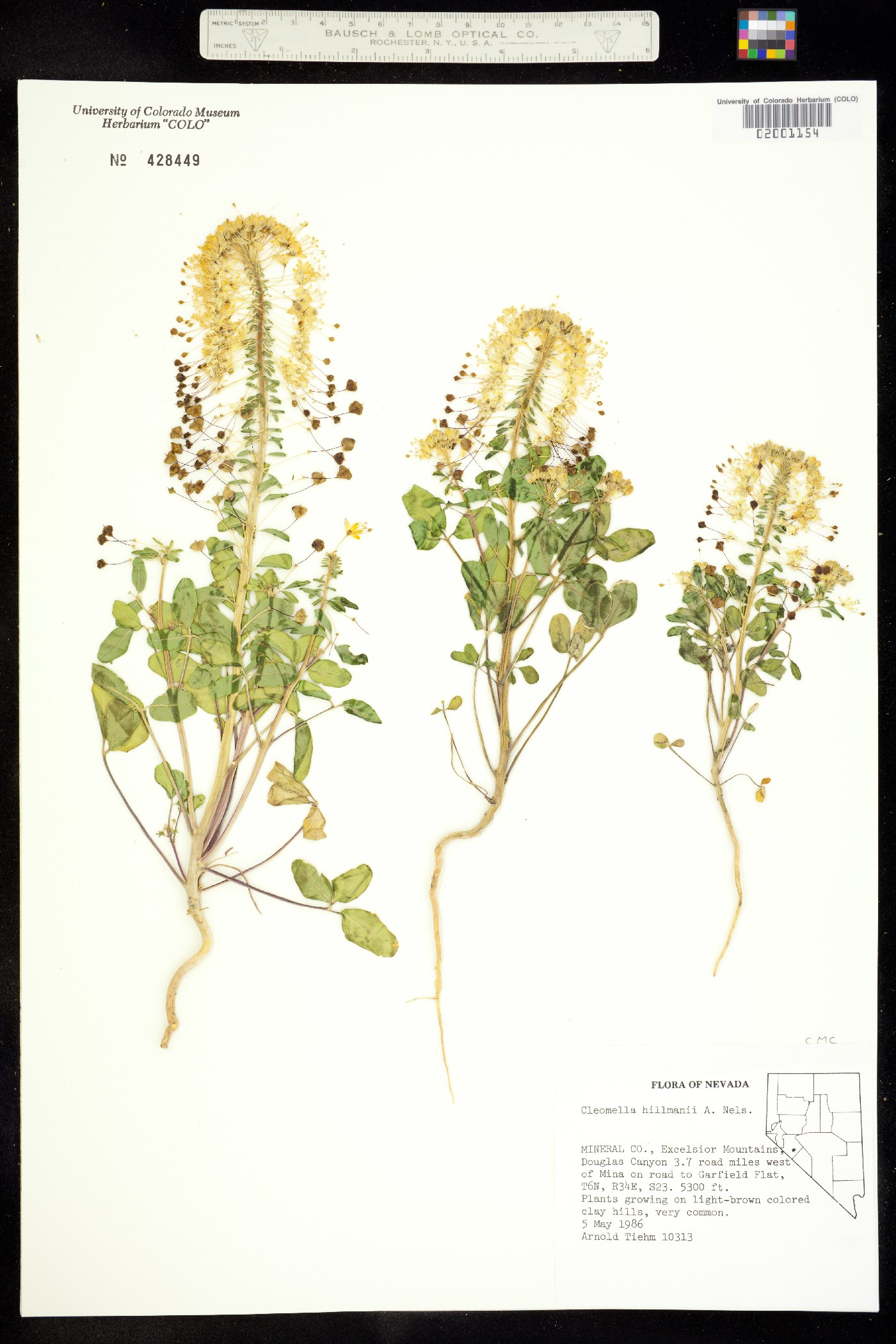 Cleomella hillmanii image