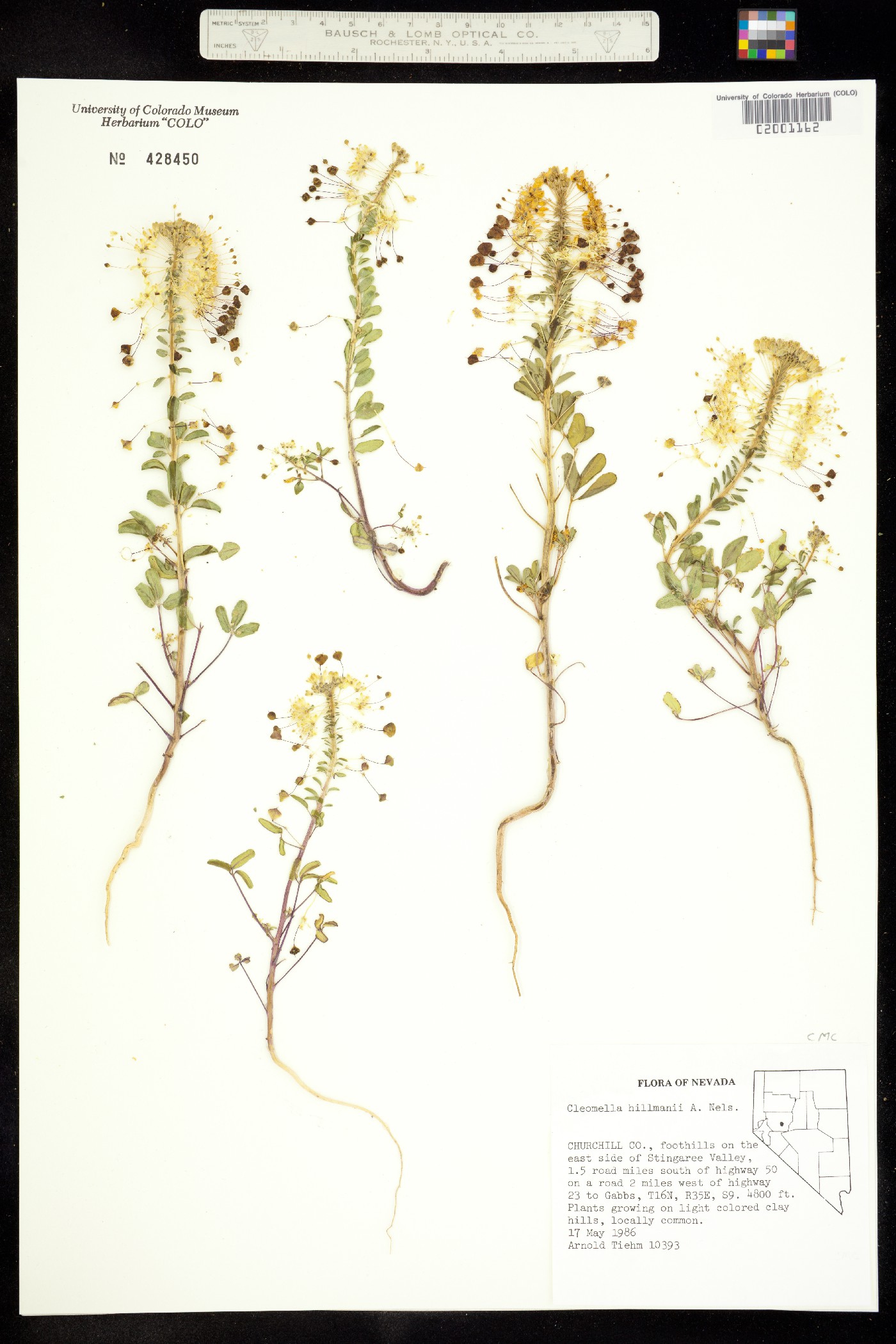 Cleomella hillmanii image