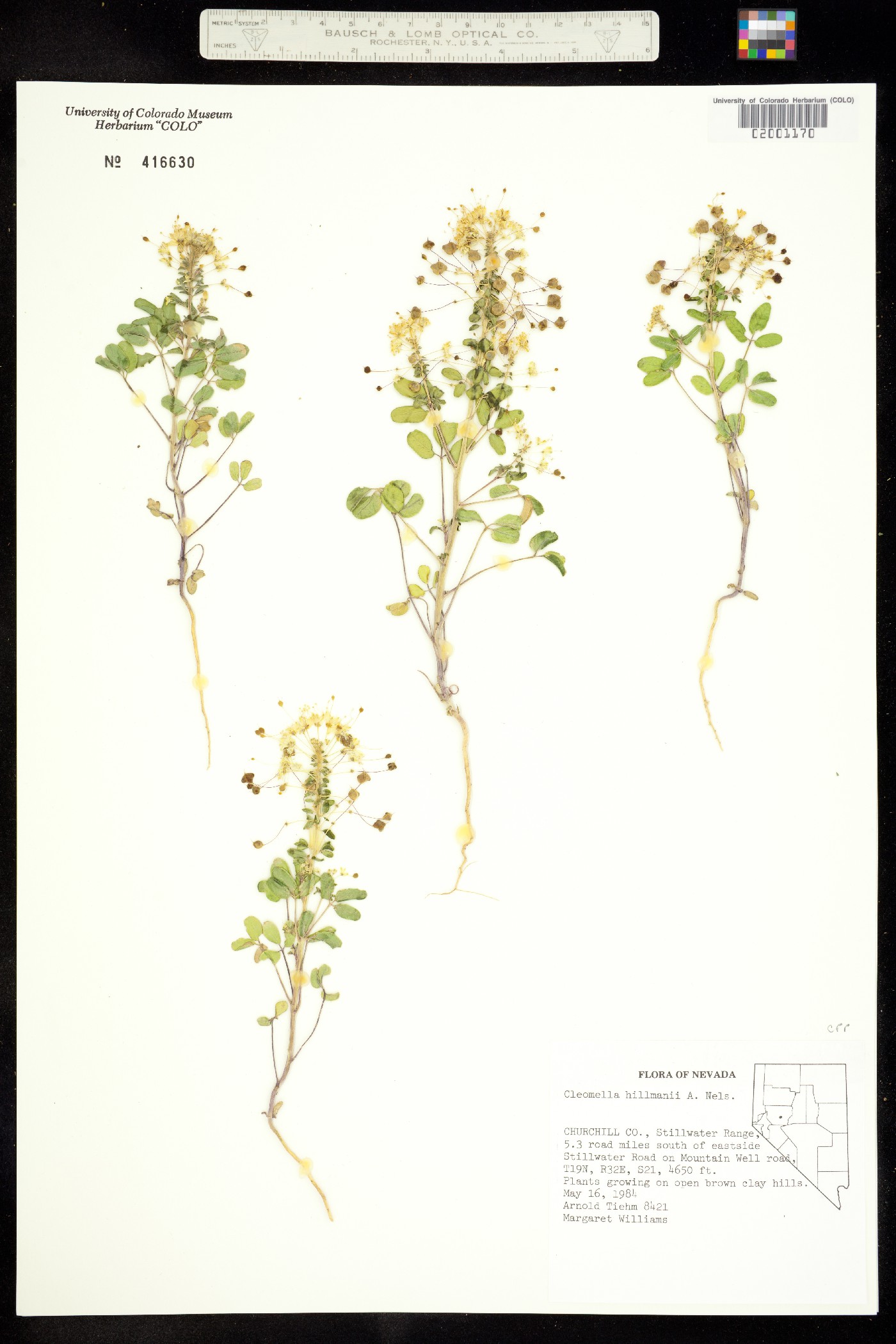 Cleomella hillmanii image
