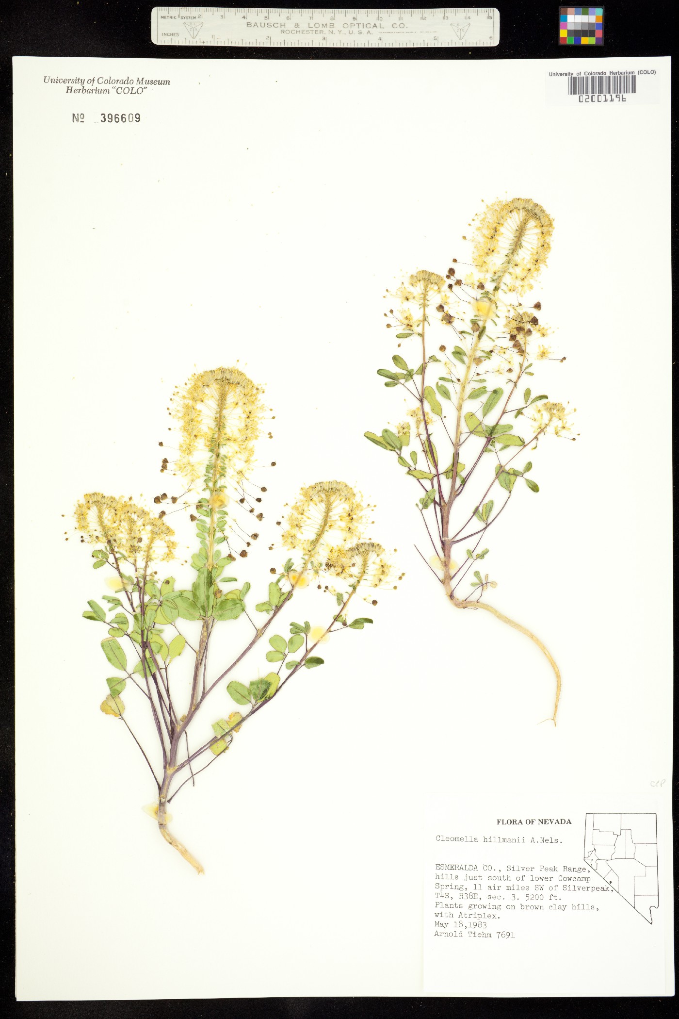Cleomella hillmanii image