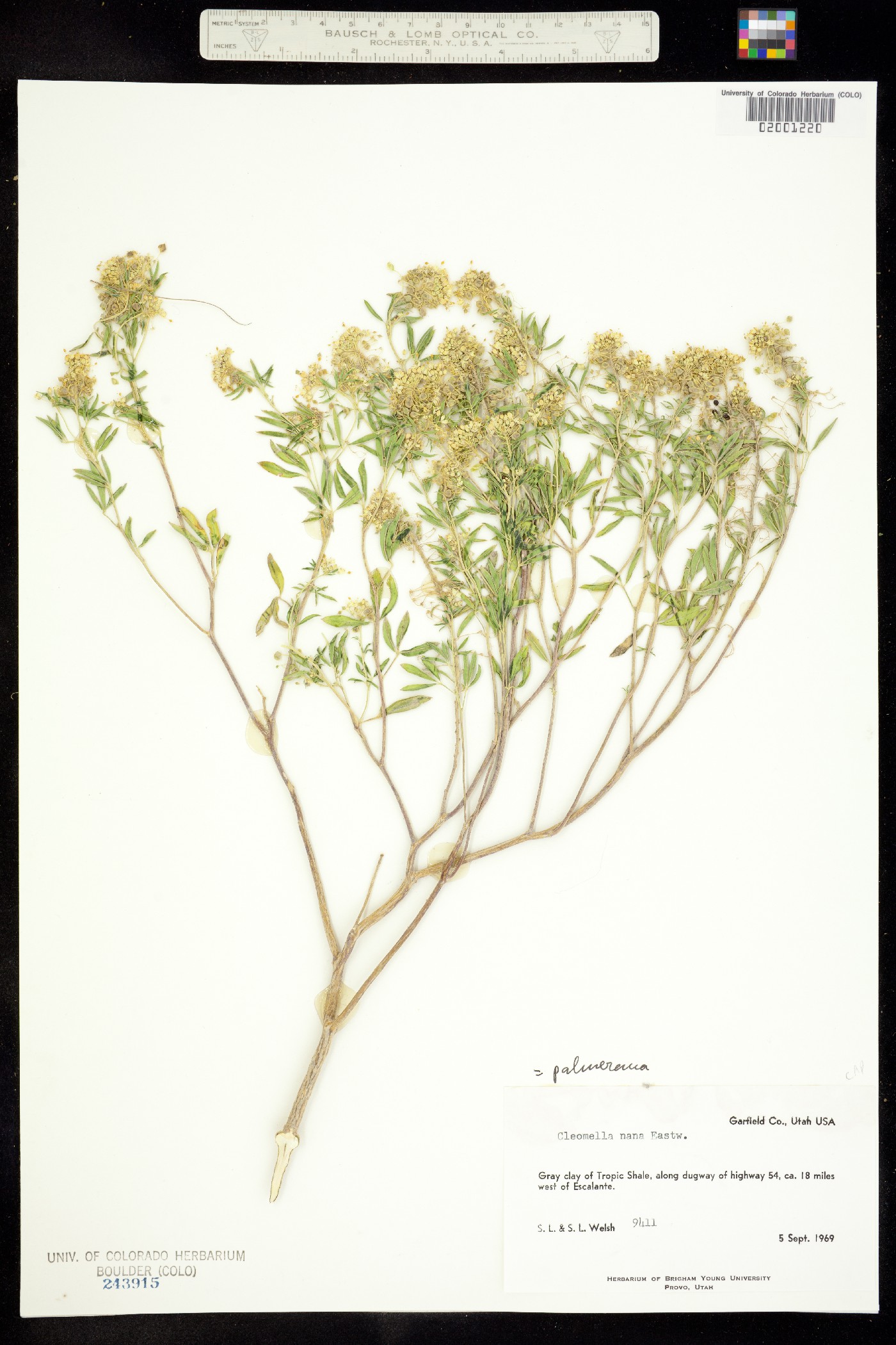 Capparaceae image