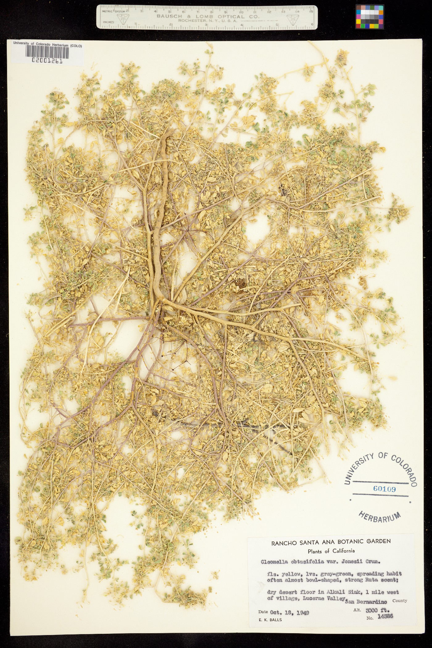 Cleomella obtusifolia image