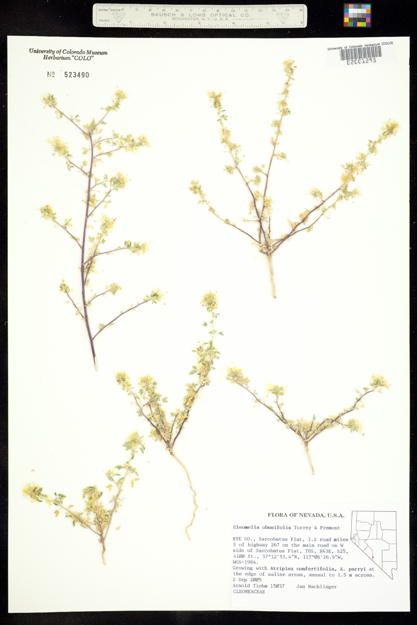 Cleomella obtusifolia image