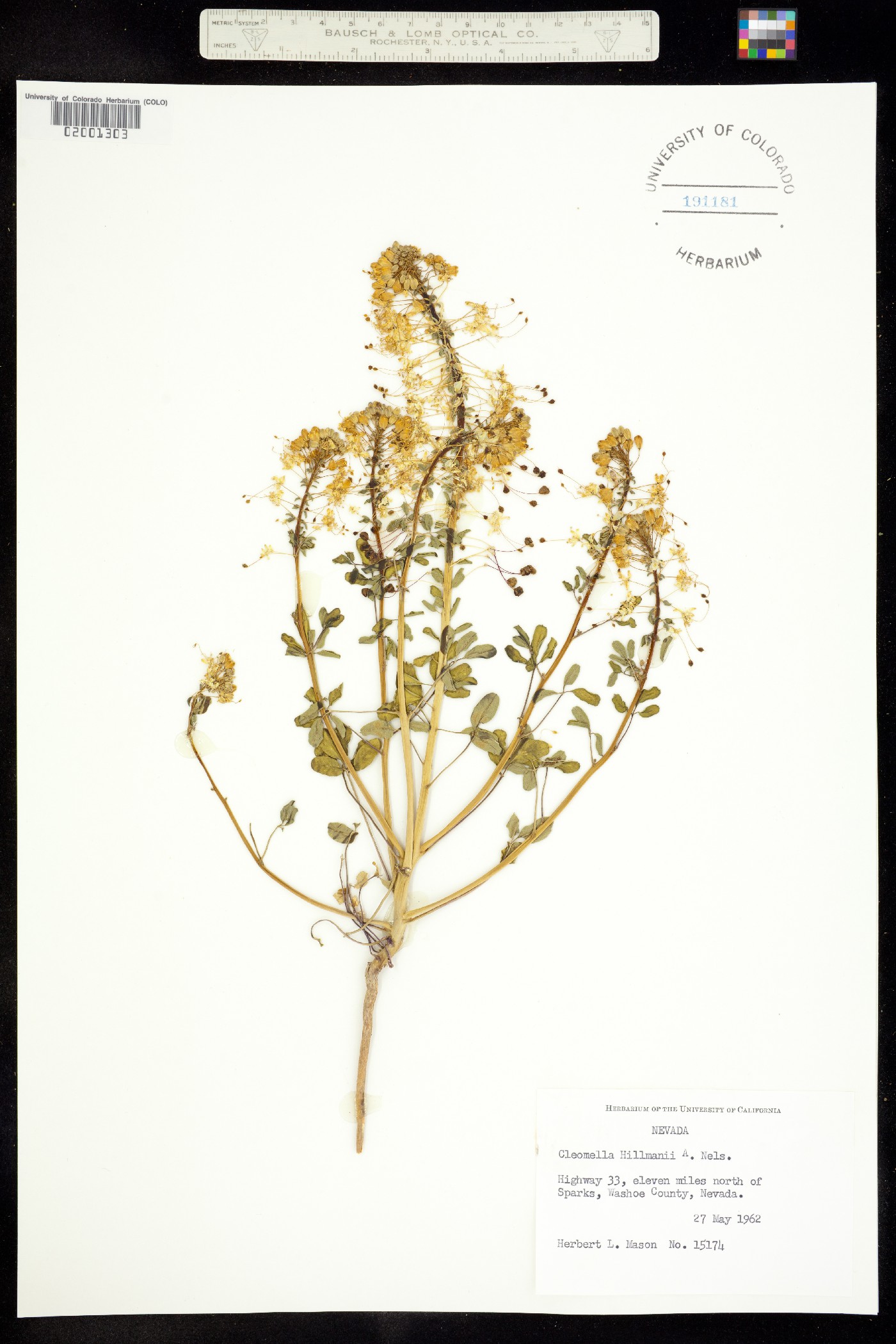 Cleomella hillmanii image