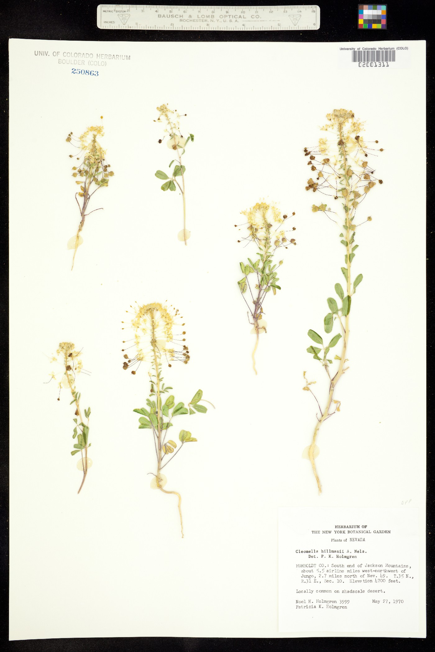Cleomella hillmanii image