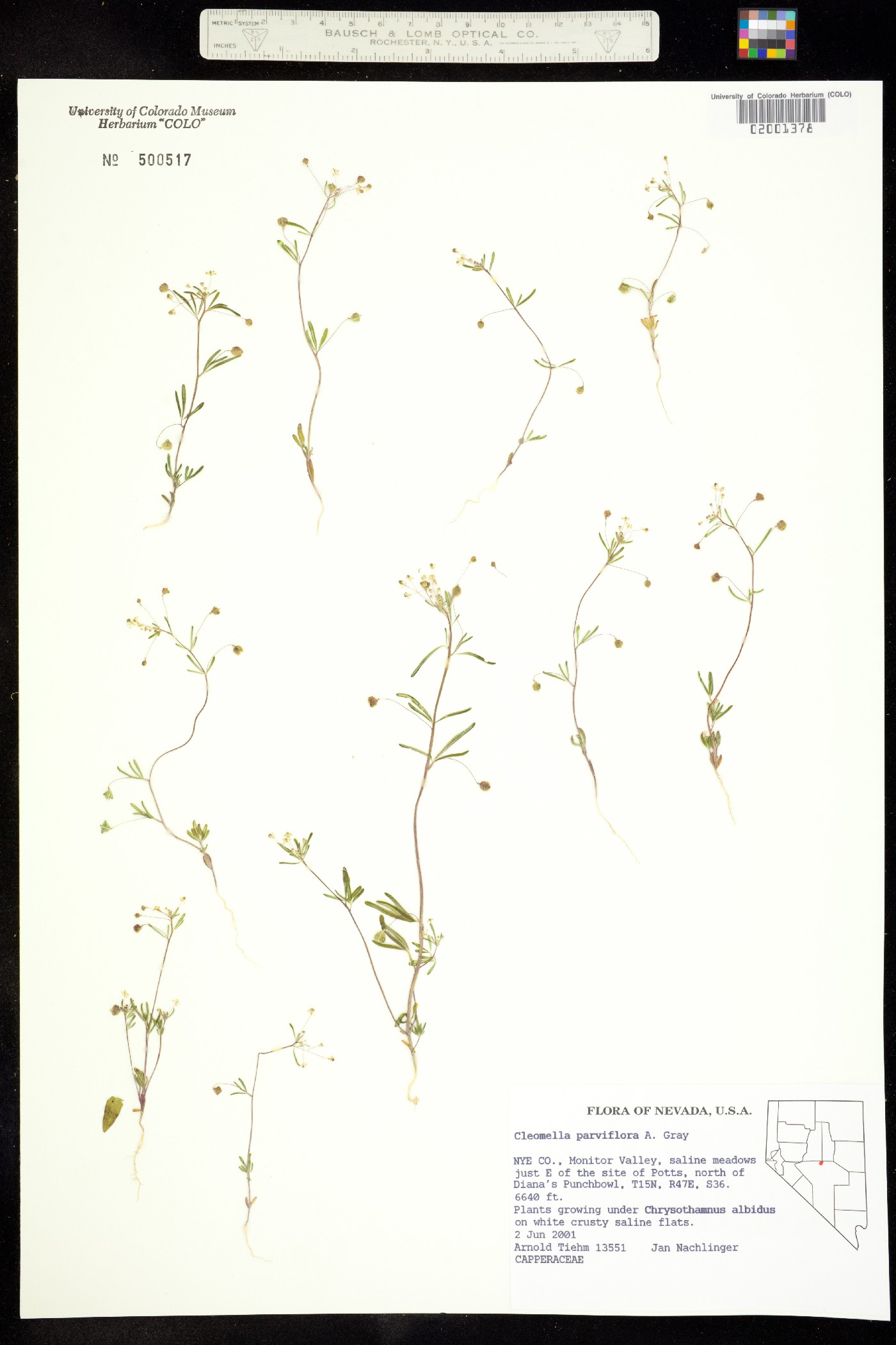 Cleomella parviflora image