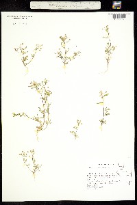 Cleomella parviflora image