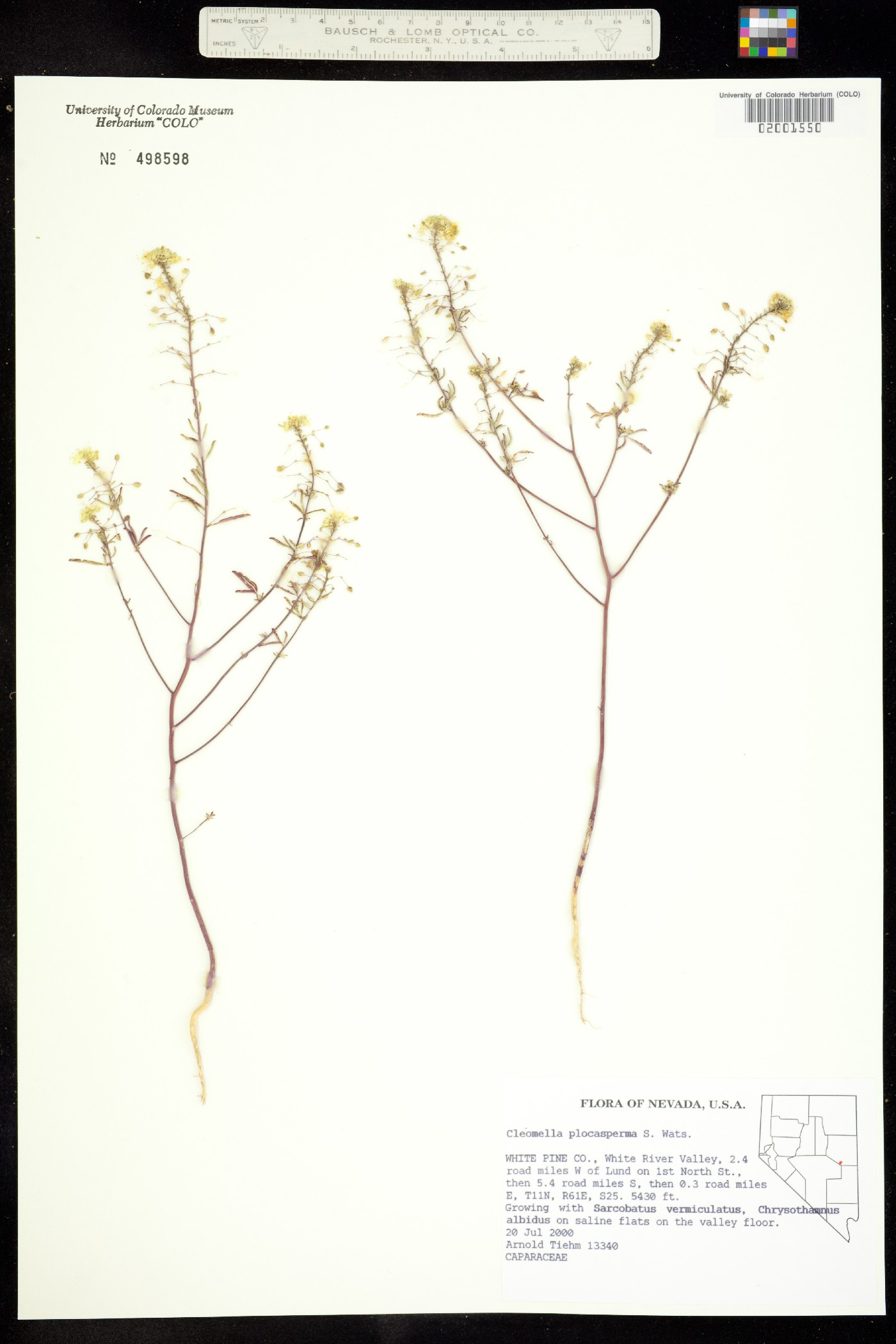 Cleomella plocasperma image