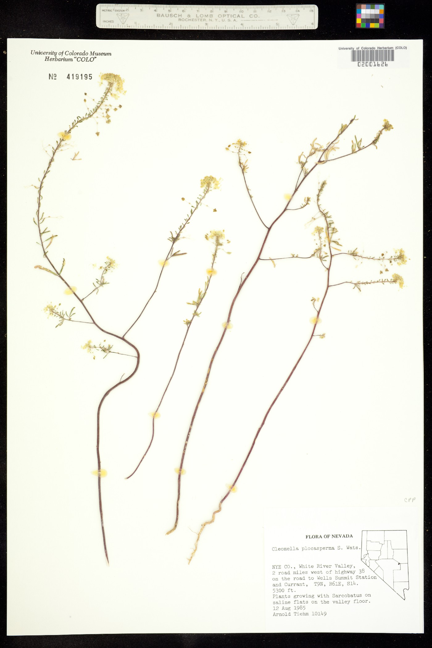 Cleomella plocasperma image