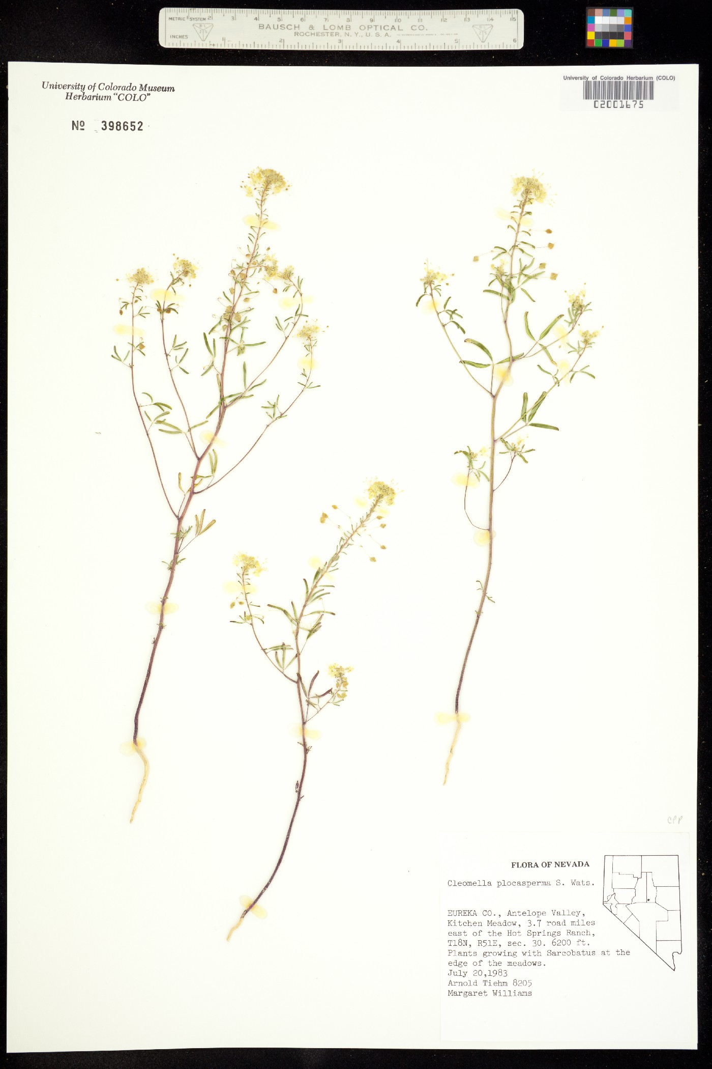 Cleomella plocasperma image