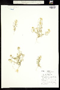 Cleomella plocasperma image