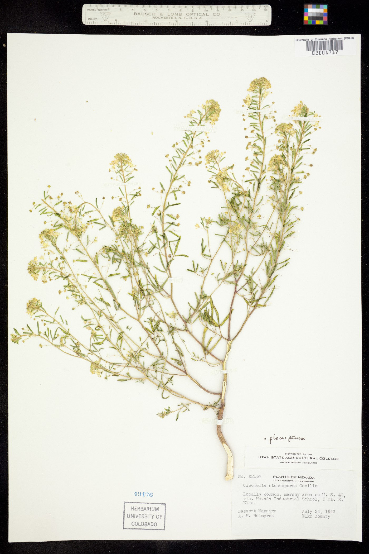 Cleomella plocasperma image