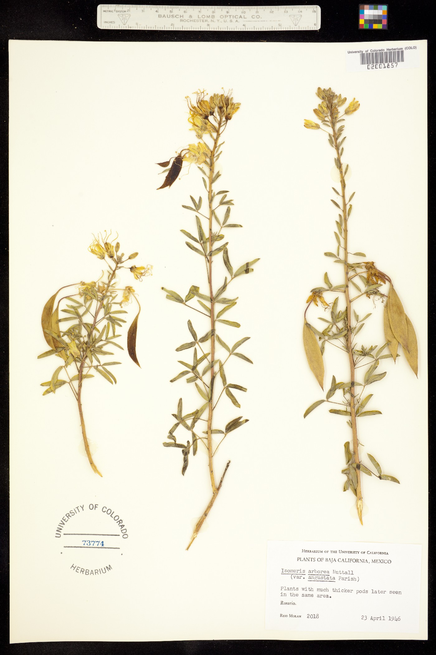 Peritoma image