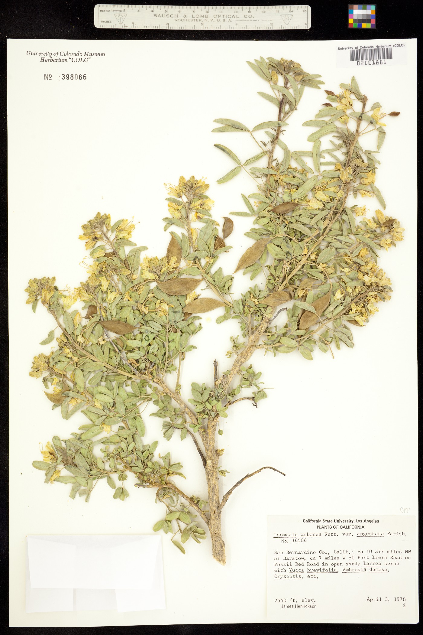 Peritoma arborea image