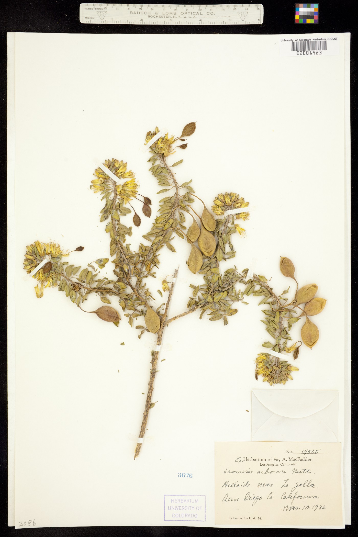 Peritoma arborea var. arborea image