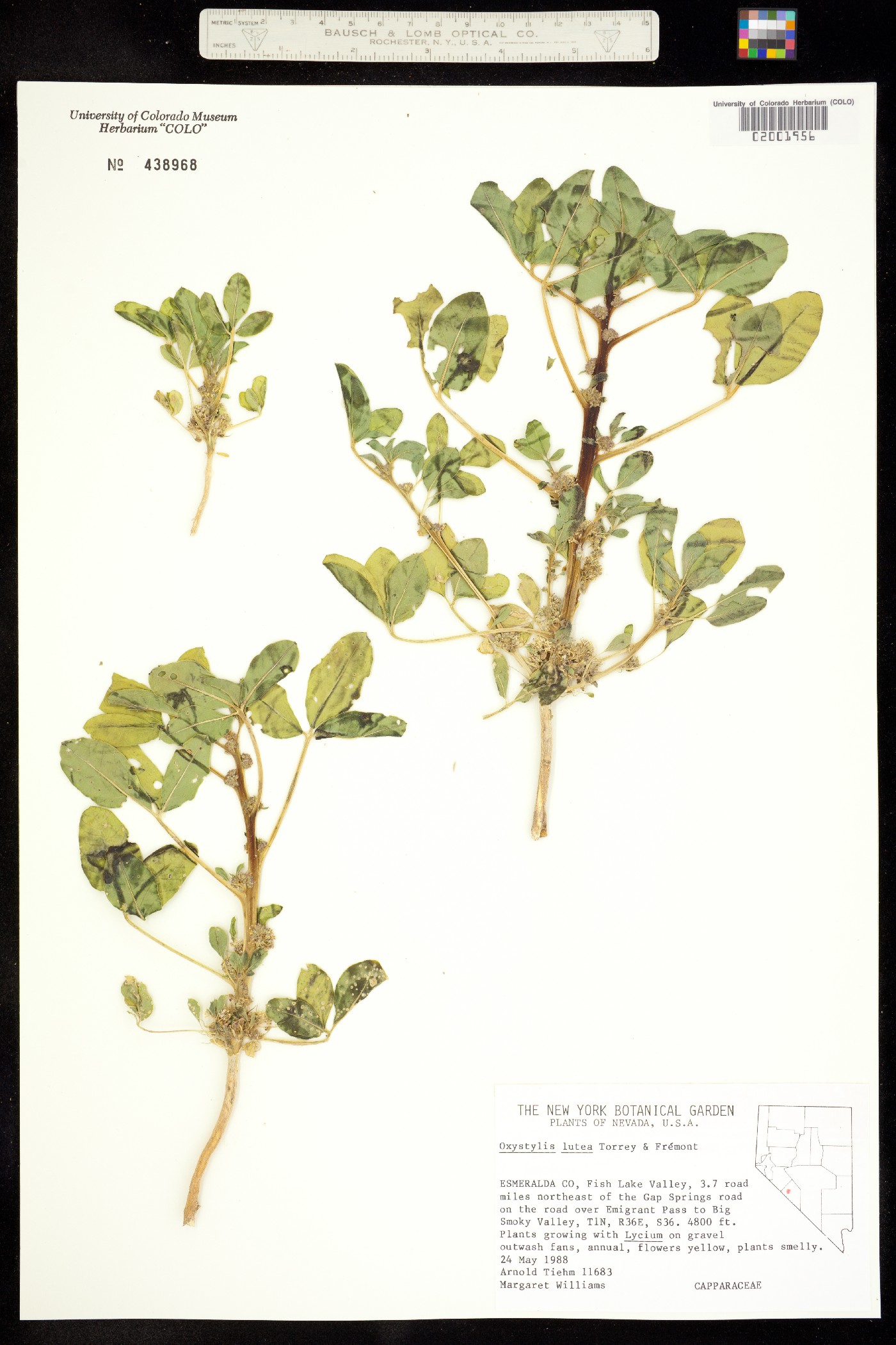Oxystylis lutea image