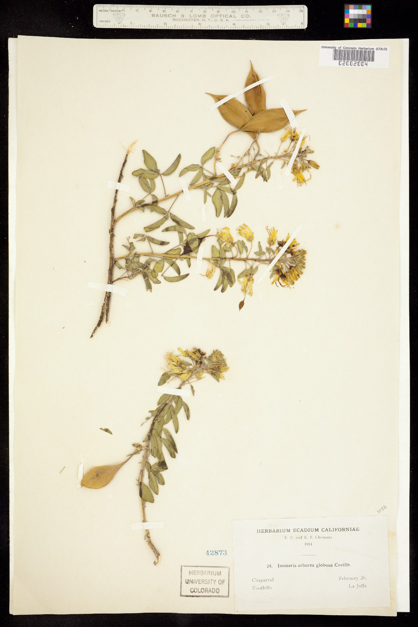 Peritoma image