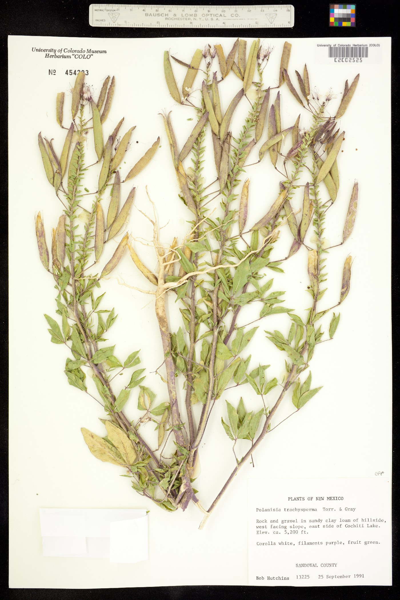 Polanisia dodecandra ssp. trachysperma image