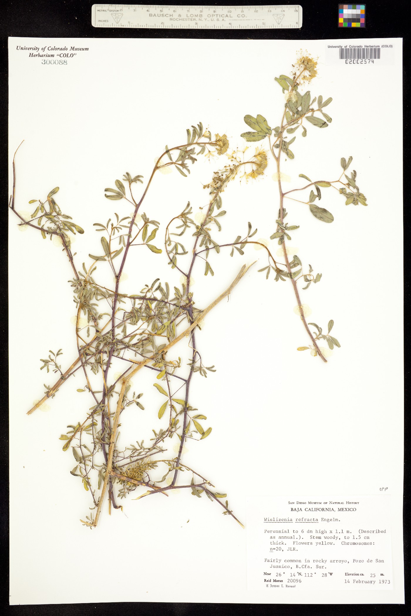 Wislizenia refracta image