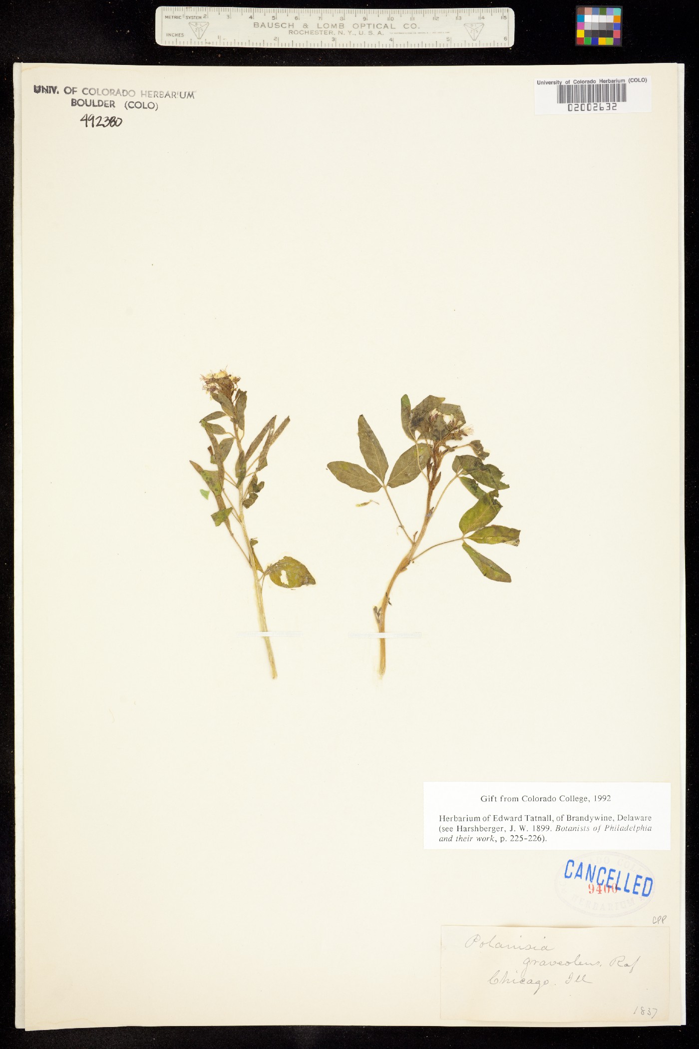 Polanisia dodecandra ssp. dodecandra image