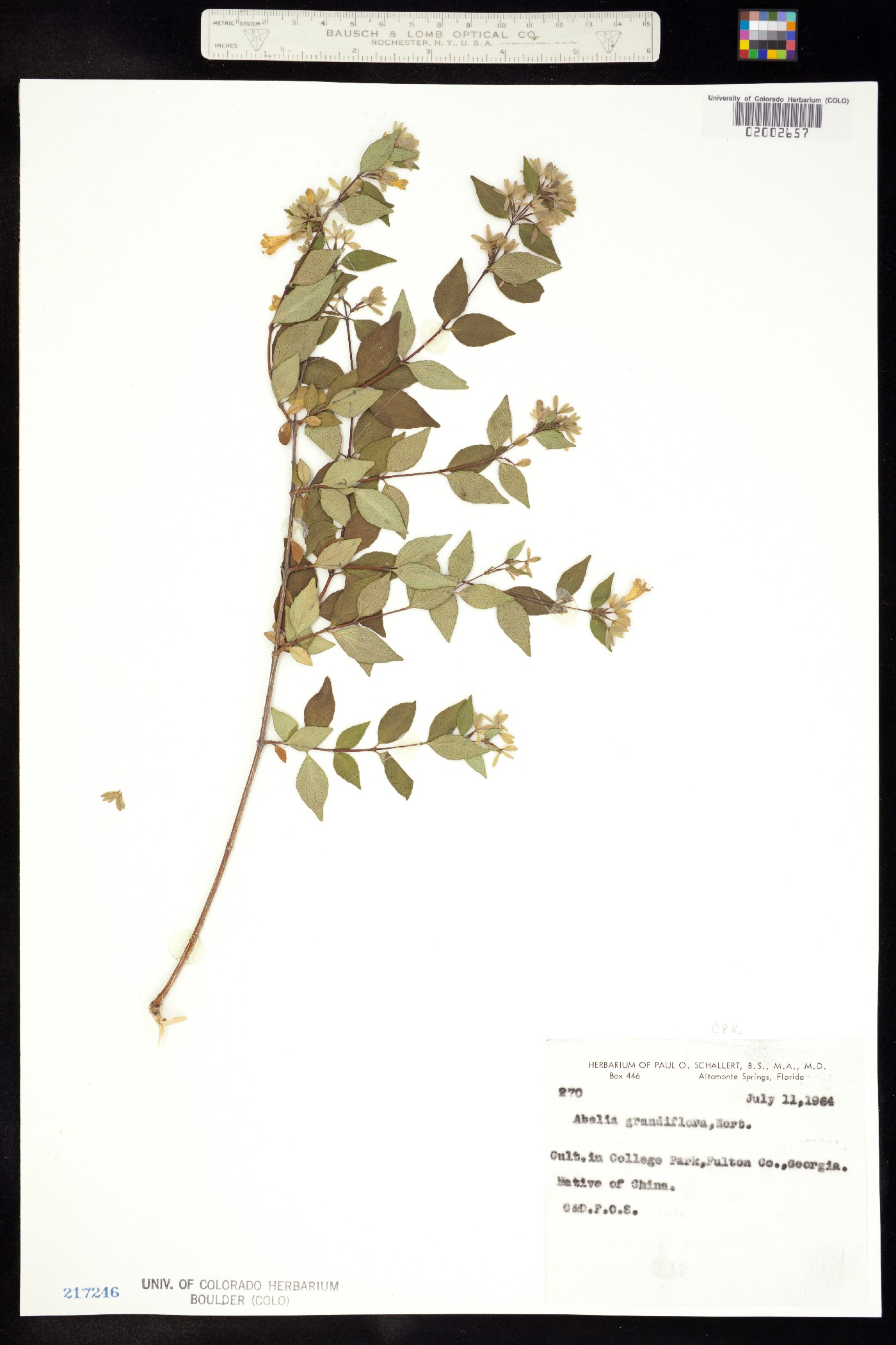 Abelia X grandiflora image