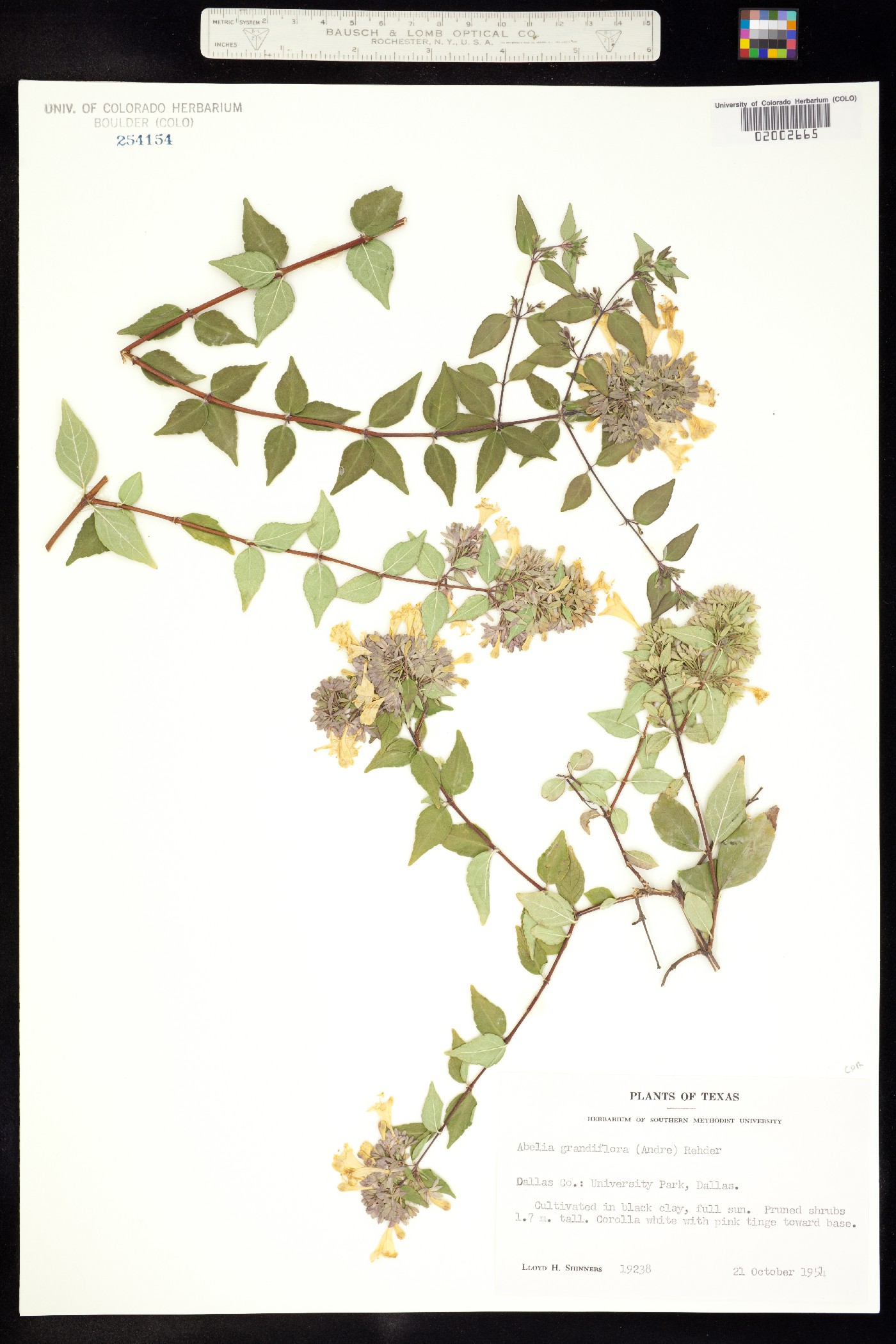 Abelia X grandiflora image