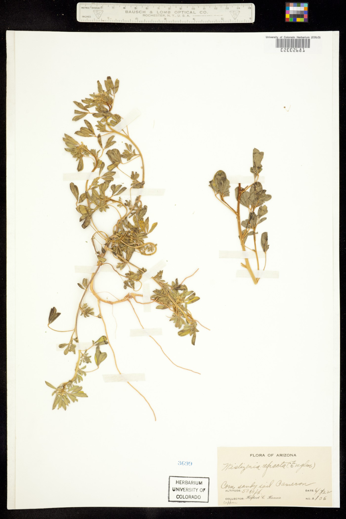 Wislizenia refracta image