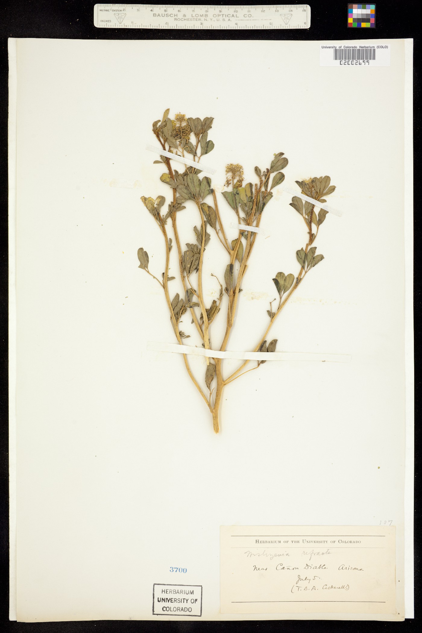 Wislizenia refracta image