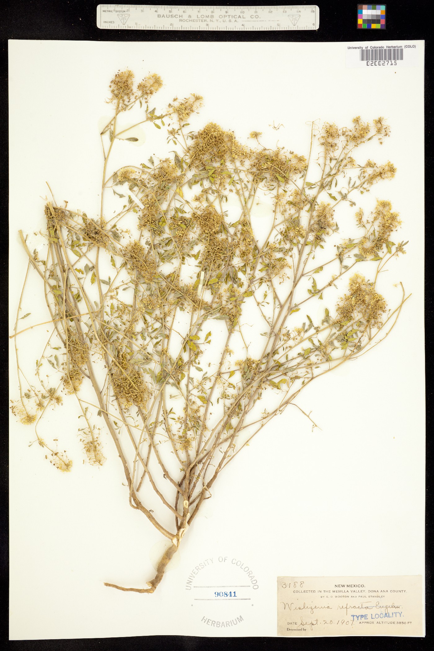 Wislizenia refracta image