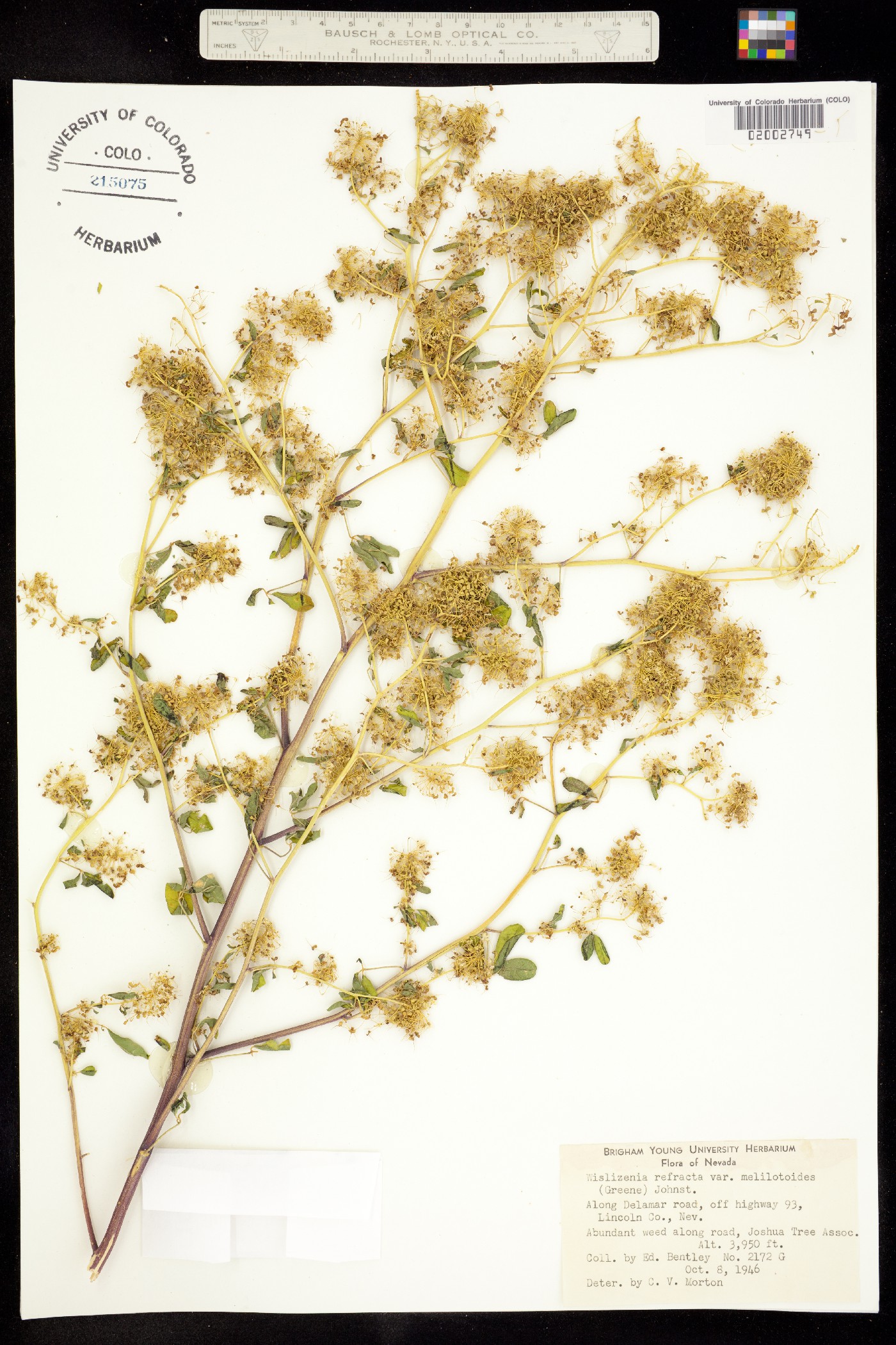 Wislizenia refracta image
