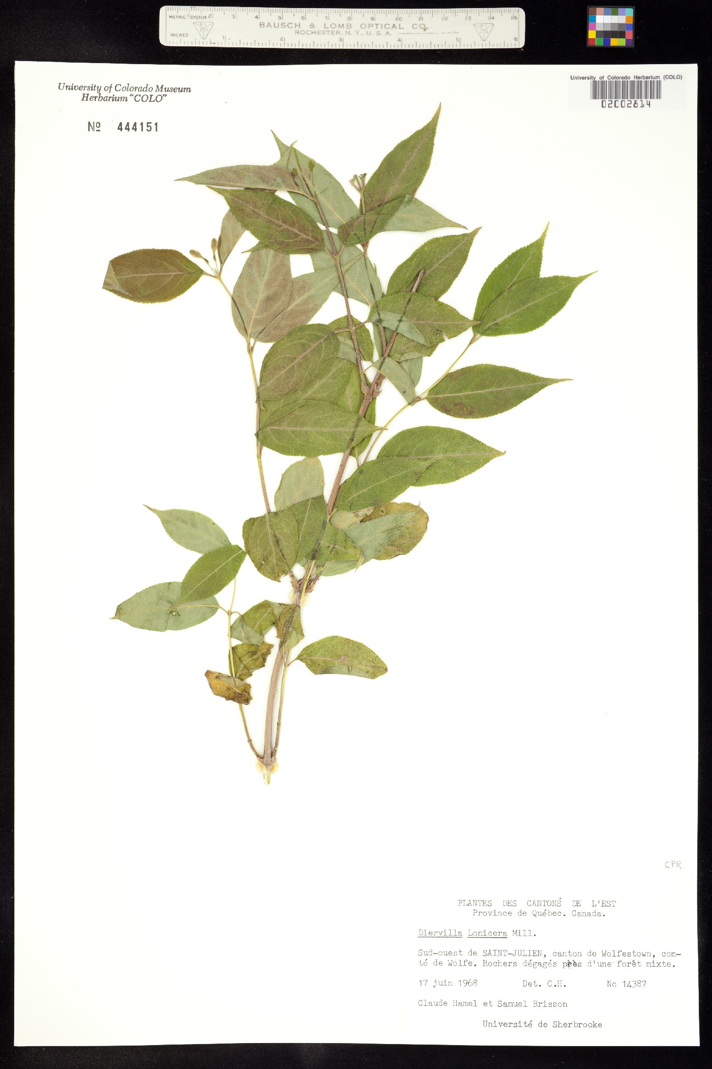 Diervilla lonicera image