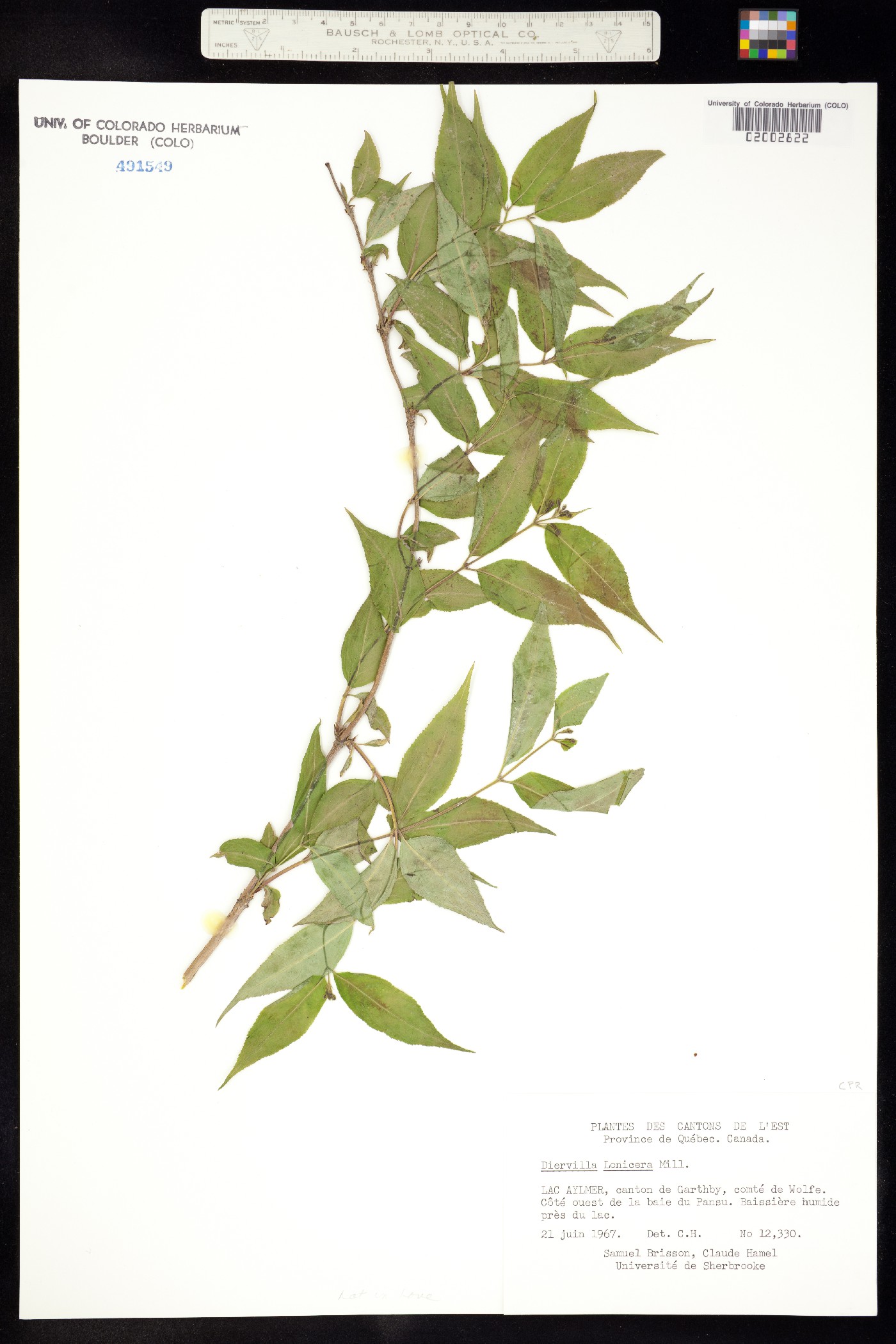 Diervilla lonicera image